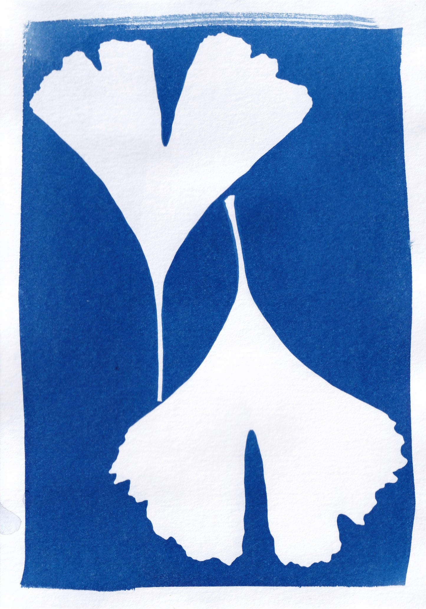 Original Cyanotype Print