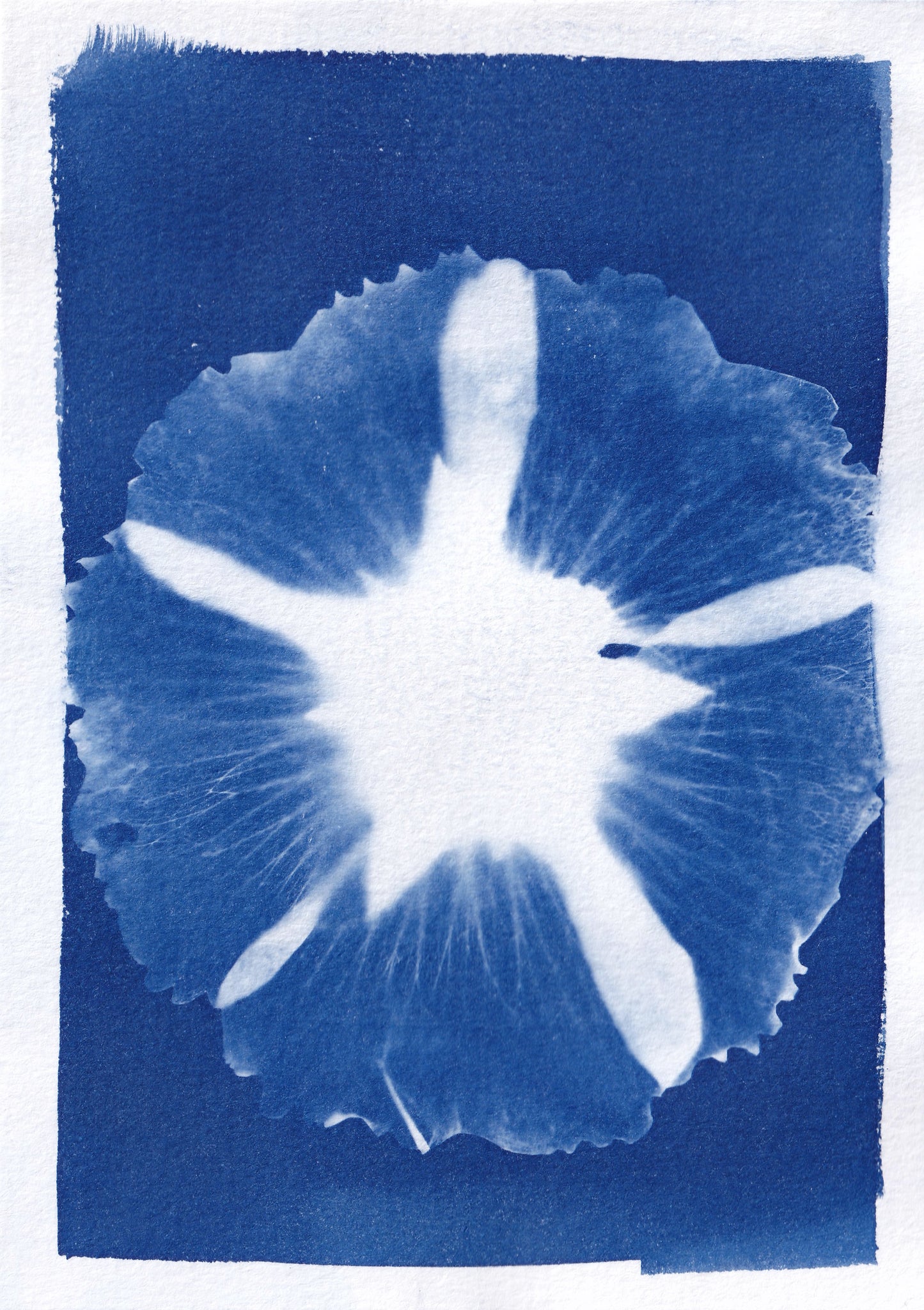 Original Cyanotype Print