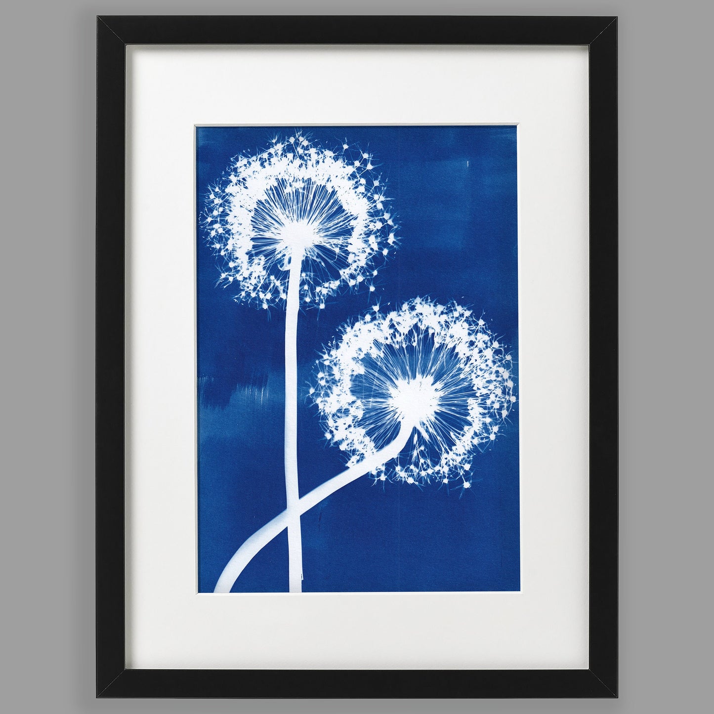 A4 Allium Cyanotype Print