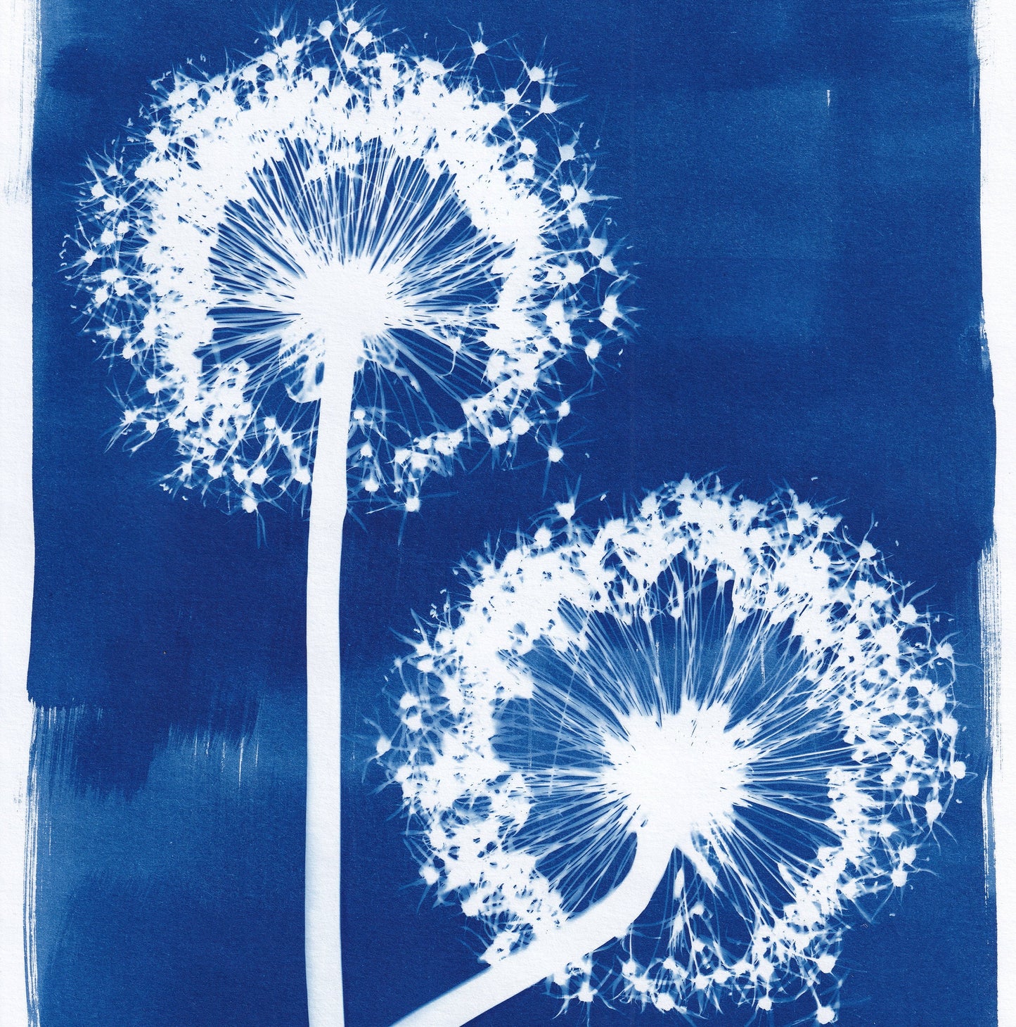 A4 Allium Cyanotype Print