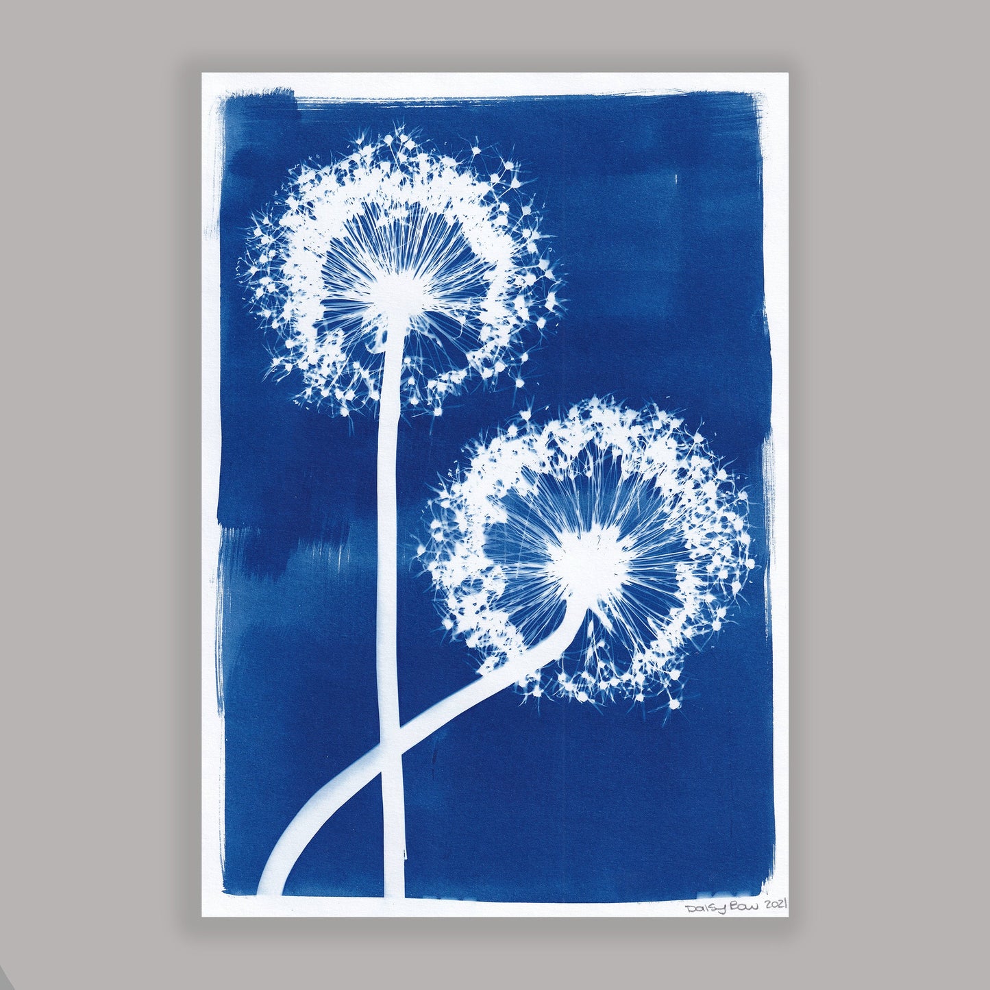 A4 Allium Cyanotype Print