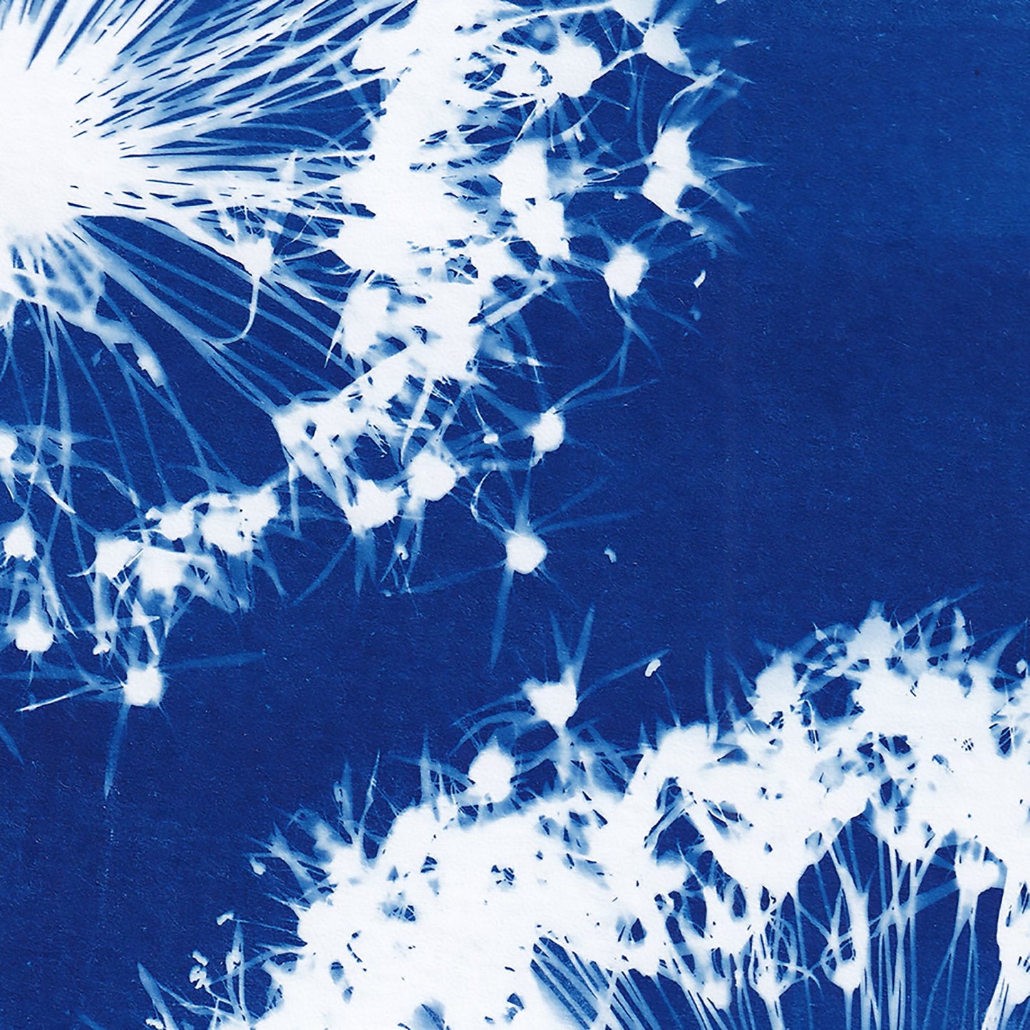 A4 Allium Cyanotype Print