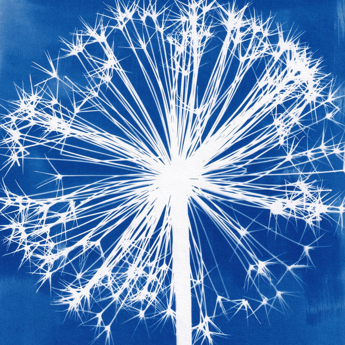 A4 Large Allium Cyanotype Print