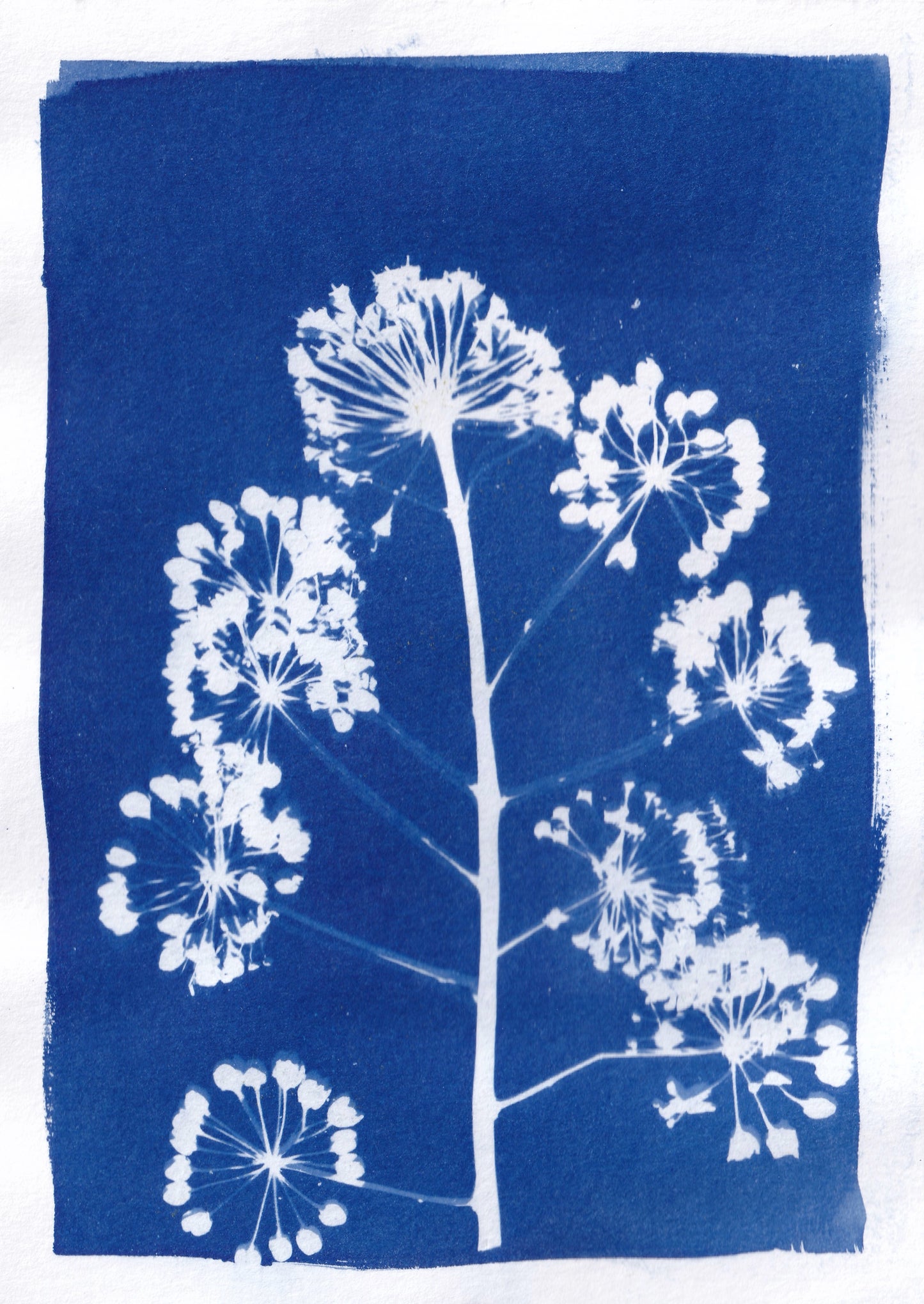 Original Cyanotype Print