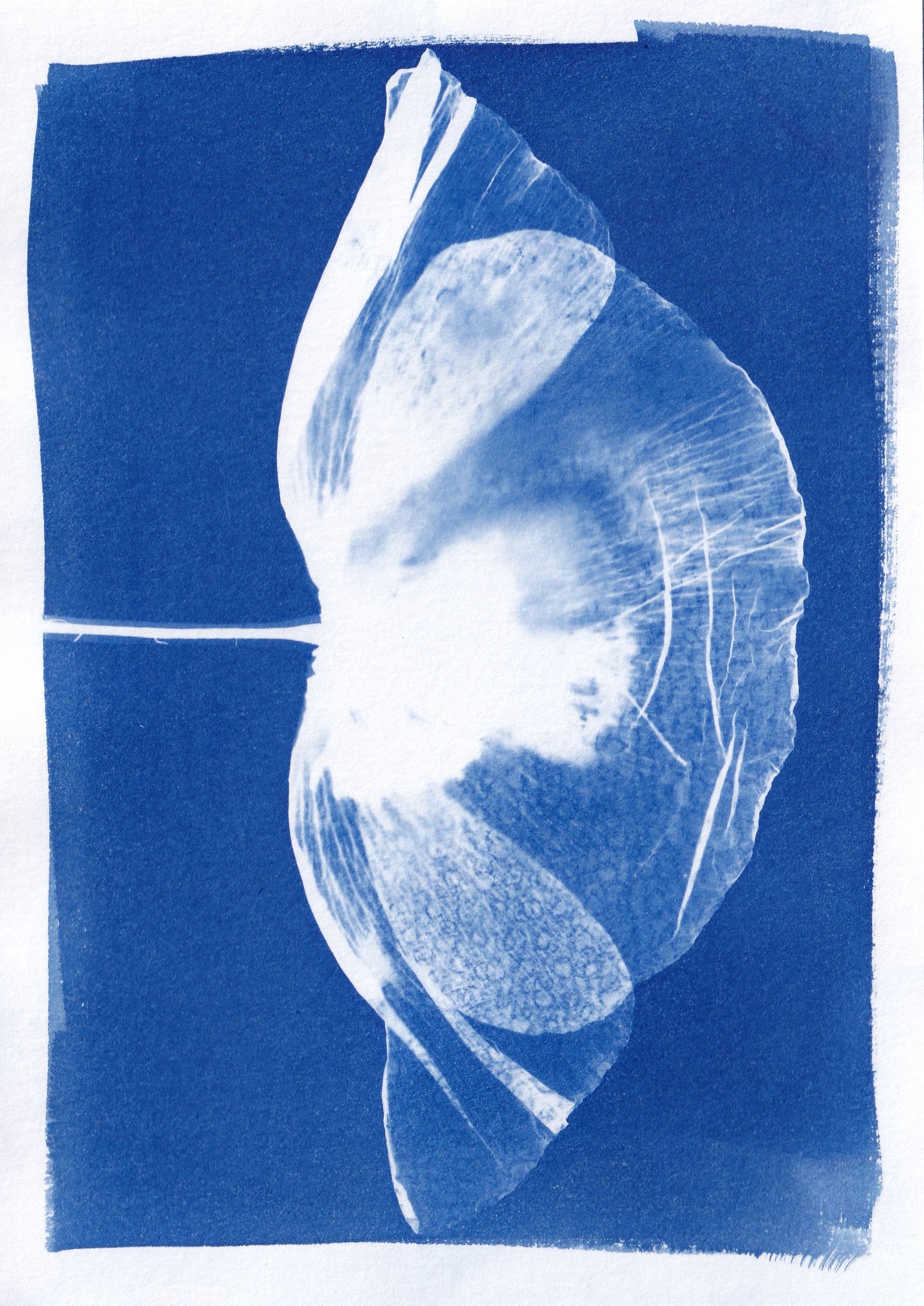 Original Cyanotype Print